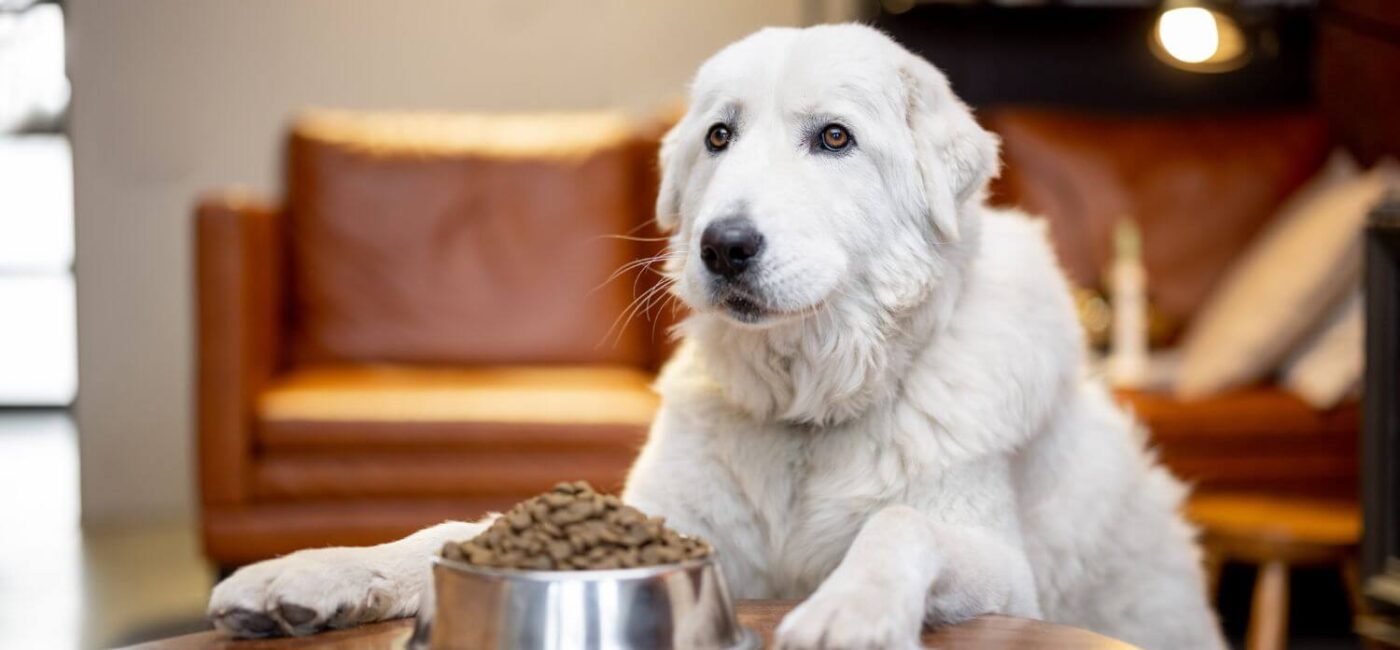 Top 5 Dog Food for Picky Eaters