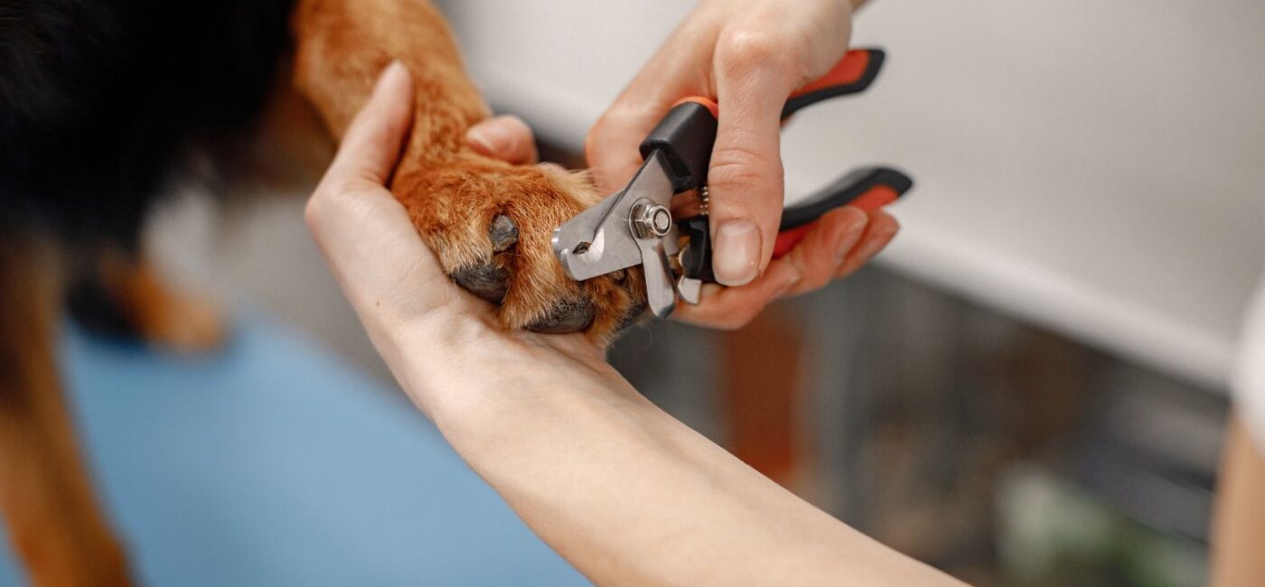 What Is Competitive Dog Grooming?
