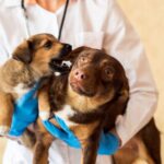 6 Dental Emergencies in Pets