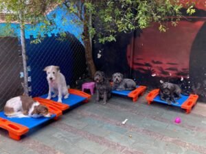 🛏️ Hotel Terapia Dog: mais do que hospedagem, um lar temporário com amor e comportamento