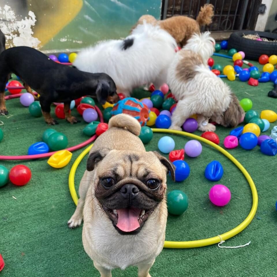 Imagem do WhatsApp de 2025-04-09 à(s) 16.47.11_862896ad