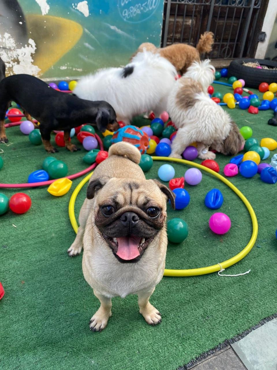 Imagem do WhatsApp de 2025-04-09 à(s) 16.47.11_862896ad