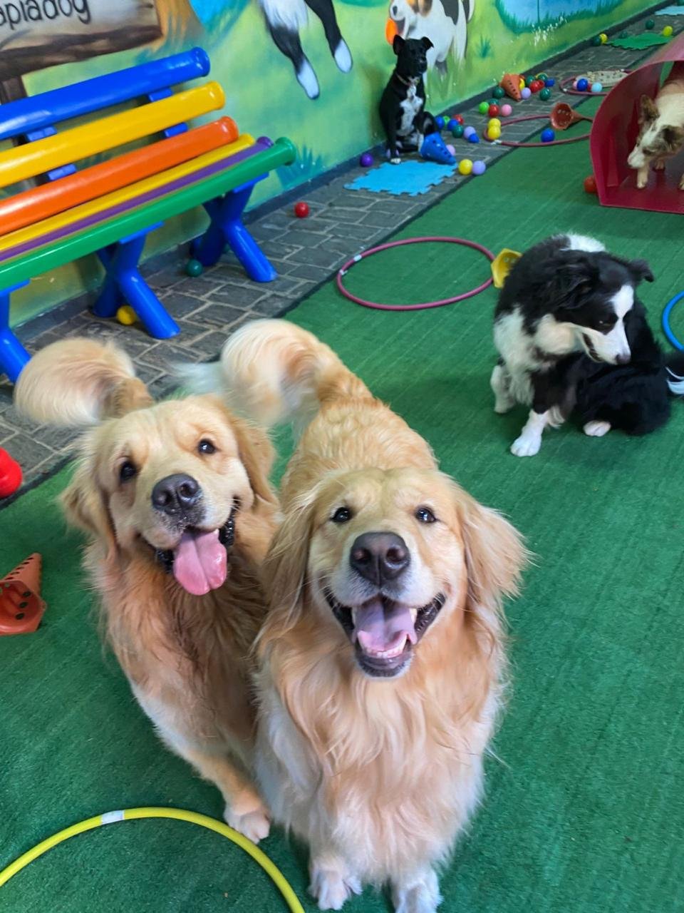 Imagem do WhatsApp de 2025-04-09 à(s) 16.47.12_88035bc2