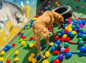 🐶 Creche (Day Care): rotina estruturada e muito amor todos os dias