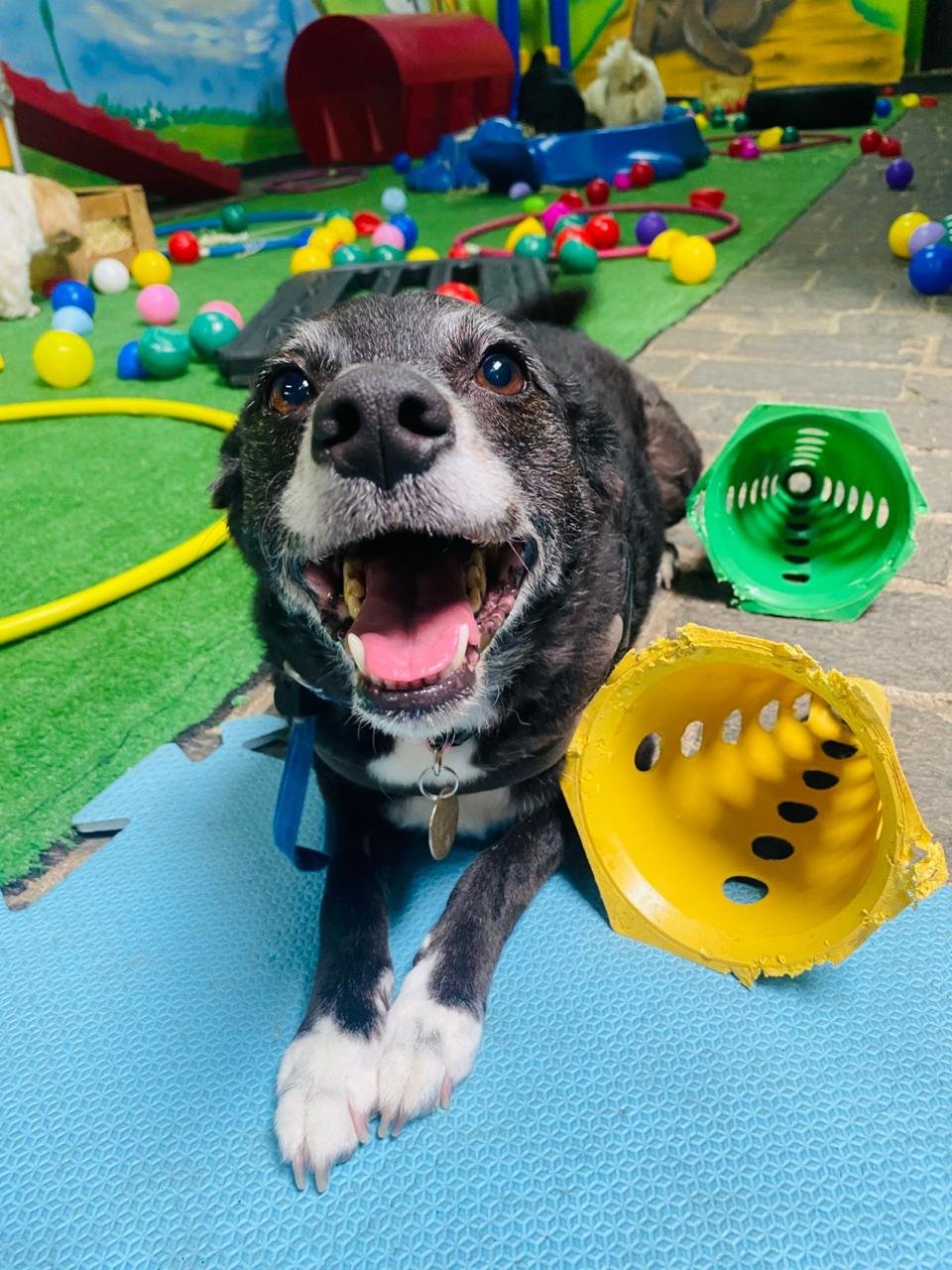 Imagem do WhatsApp de 2025-04-09 à(s) 16.47.14_709220bb